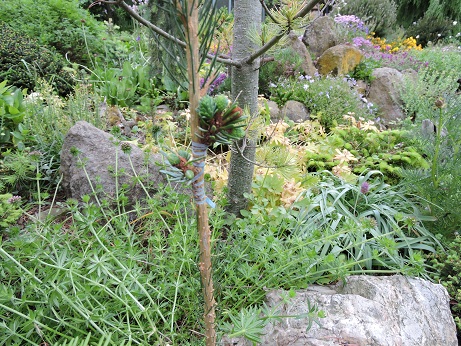 Picea omorika 'Plíšek'