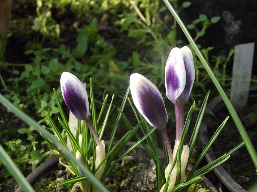 afrn zlat Prins Claus - Crocus chrysanthus Prins Claus