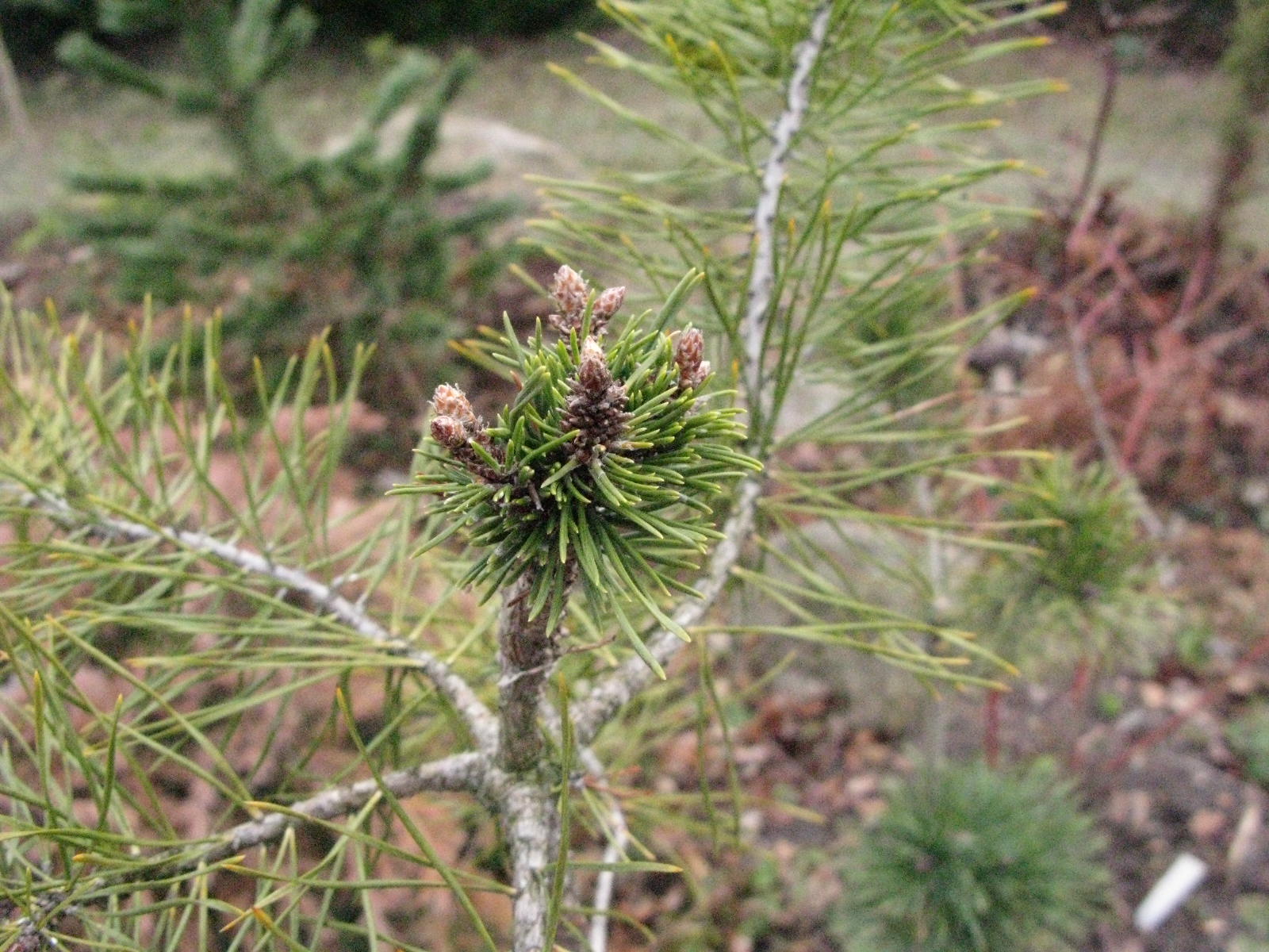 borovice kle Nerost - Pinus mugo Nerost