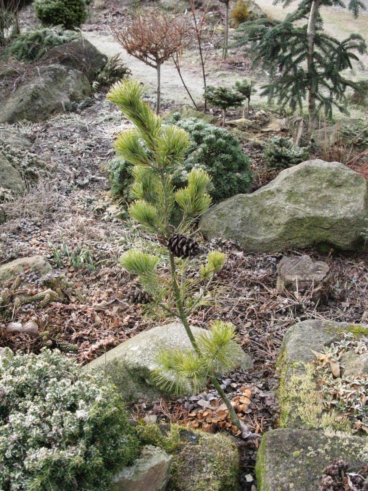 borovice drobnokvt Gimborn's Ideal - Pinus parviflora Gimborn's Ideal