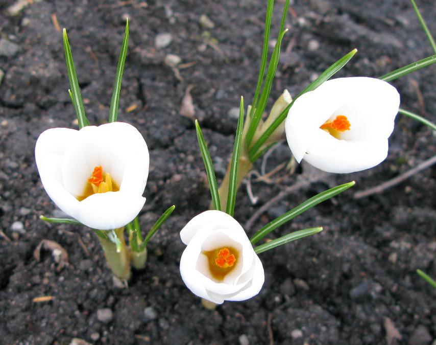 afrn zlat Ard Schenk - Crocus chrysanthus Ard Schenk