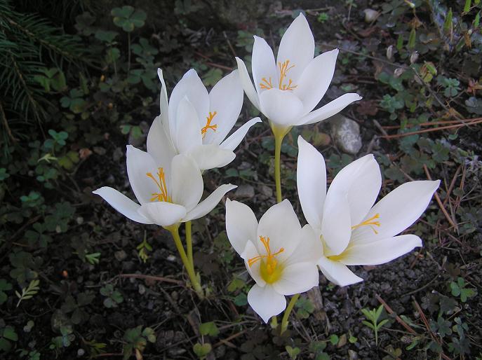 afrn Albus - Crocus speciosus Albus