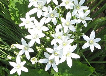 sndek chocholinat - Ornithogalum umbellatum