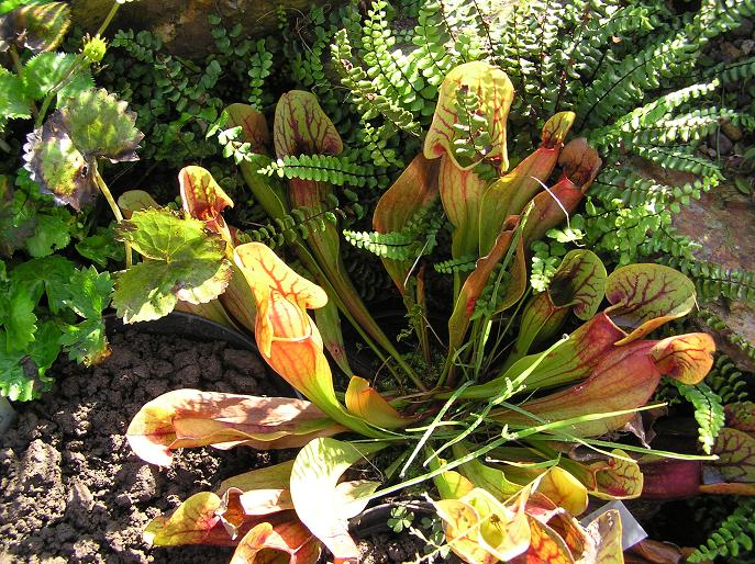 pirlice nachov - Sarracenia purpurea